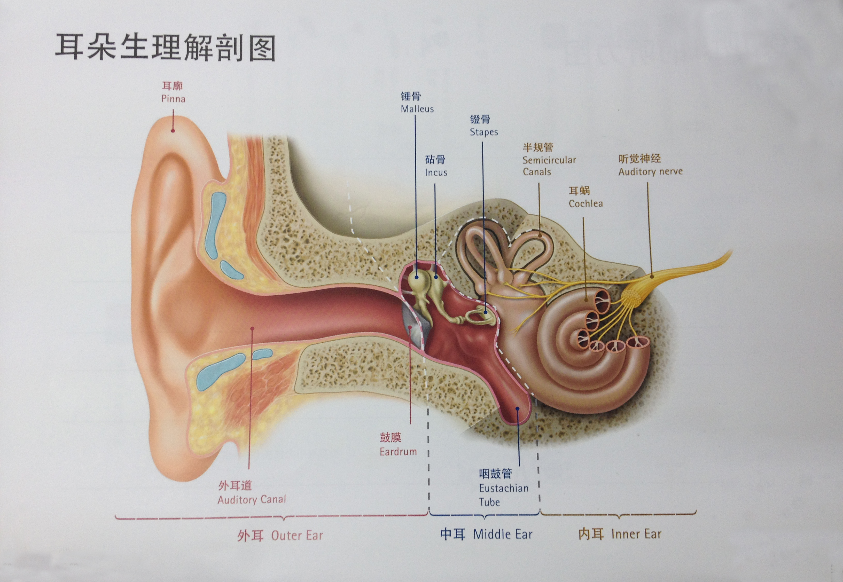 关于小耳畸形的一些科普知识
