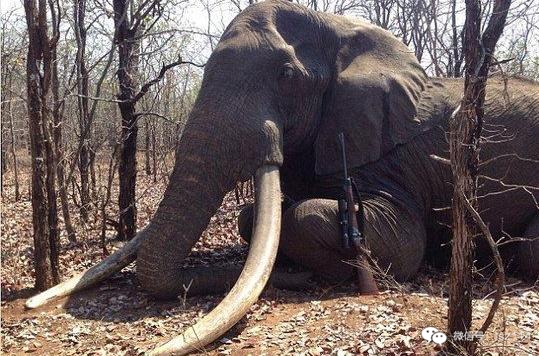 德国男子猎杀非洲大象之王看到这一幕让人心痛