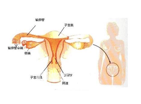 人体子宫附件位置图片图片