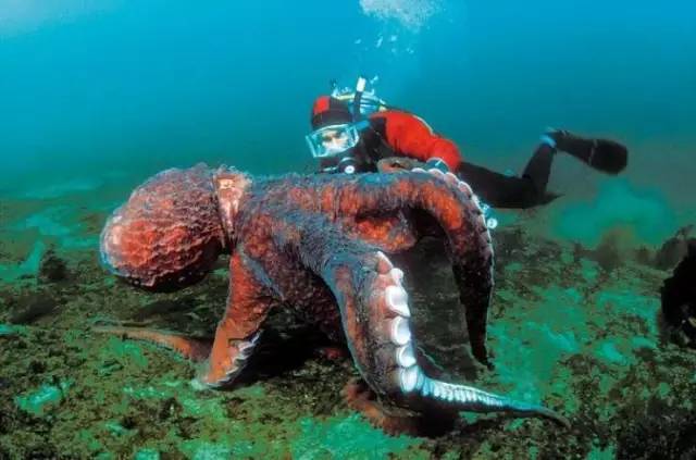 深海恐惧症慎入海底巨兽大盘点
