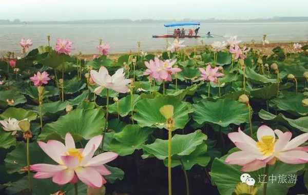 活动 辽中第二届珍珠湖荷花节即将开幕