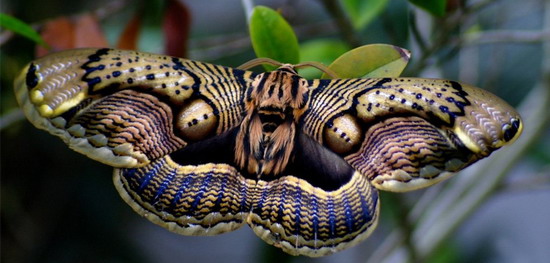 双头蛇吓坏宝宝 全球最巨大蛾现身红河