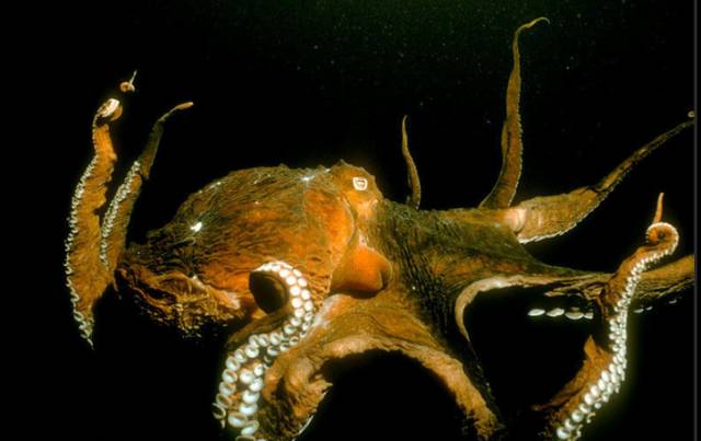 深海恐惧症慎入海底巨兽大盘点