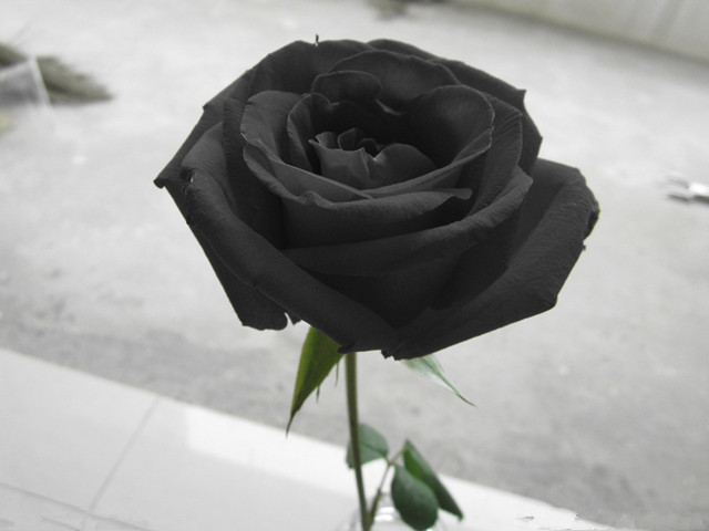 世界上8种奇异的黑色花你见过几种