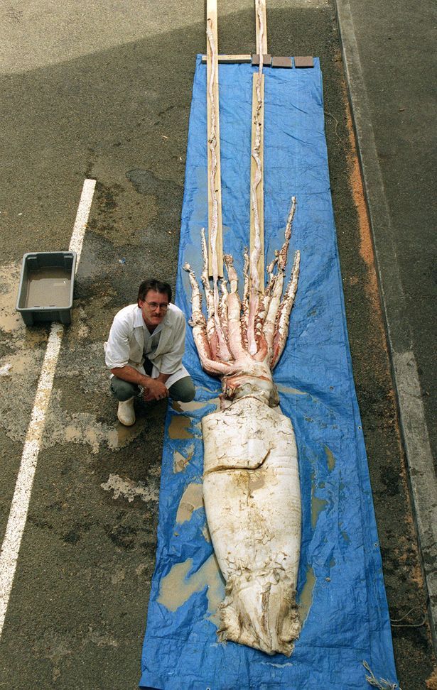 9米长的大王鱿鱼,要是做成鱿鱼筒得多大一盘啊或者随随便便遇见巨型