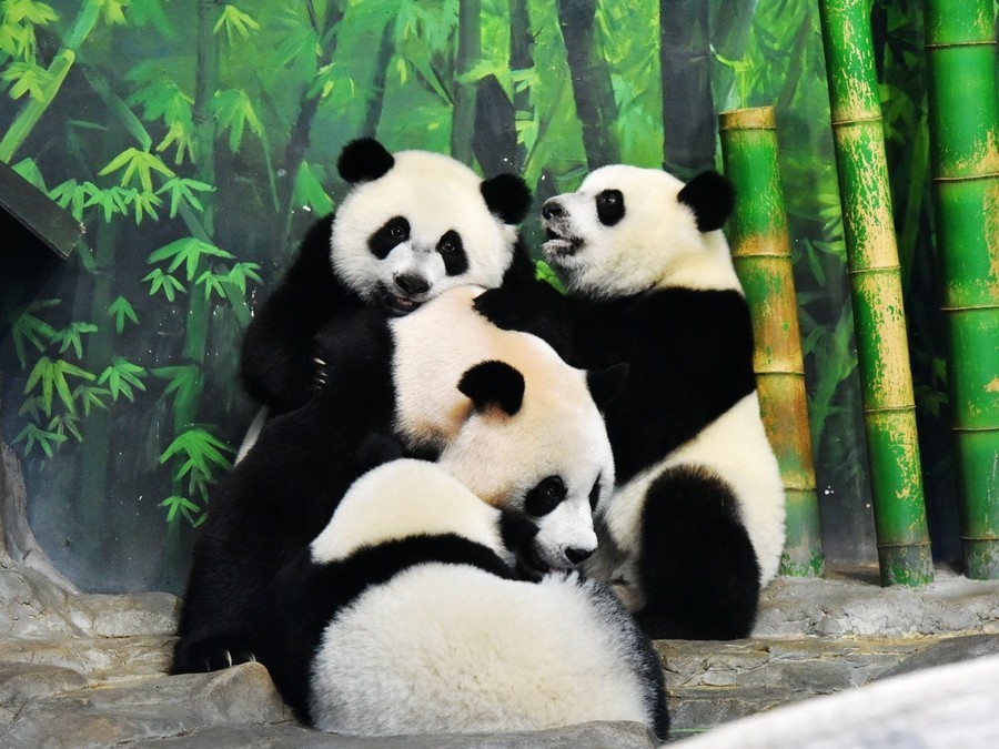 三胞胎出生没多久,李宁(左一)和刘璇(右一)就一同前往长隆野生动物