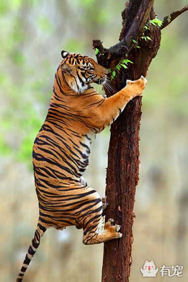 老虎趴在树上的图片图片