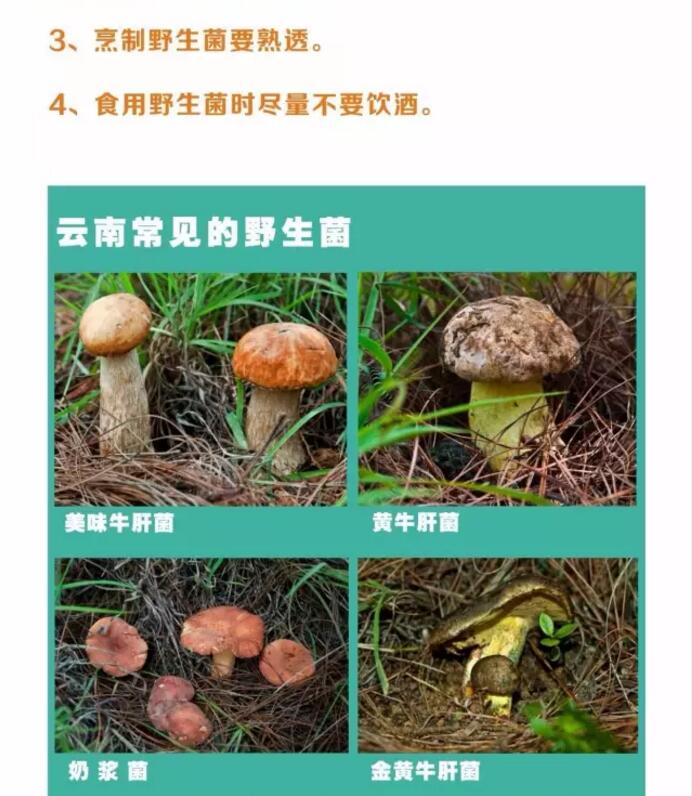 实用云南省疾控中心发布野生菌食用常识图谱