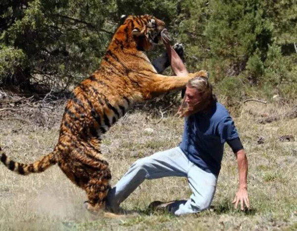 老虎发现有陌生人,突然兽性大发,随即扑向约翰