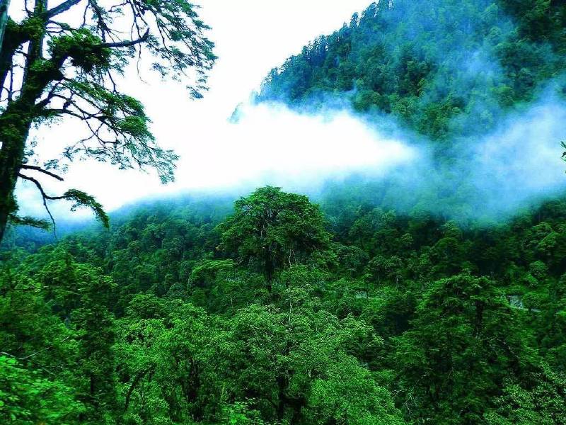 云南最美的原始森林—高黎贡山8月10日—14日