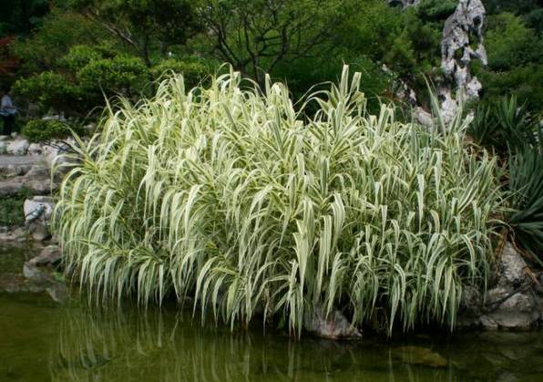 2,芦竹它喜欢充足的阳光,要避免积水,略微耐阴,耐高温,但是不耐寒.