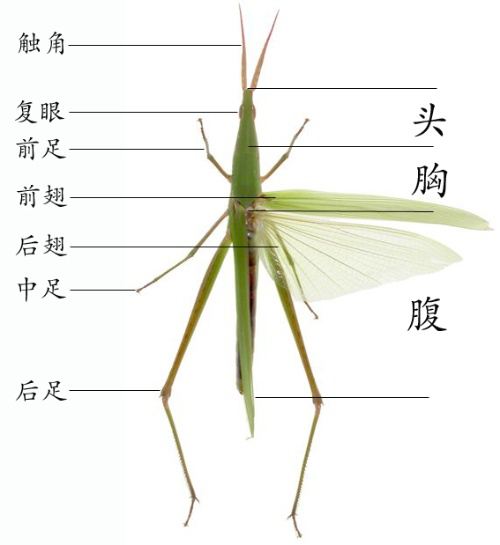 昆虫足的结构图片