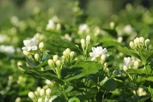 浦口村茉莉花