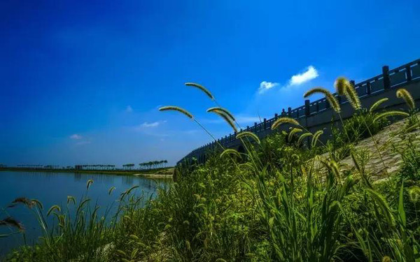 正在建设中的湖光花色项目坐落于上马台镇金泉湖水库内,景观绿化工程