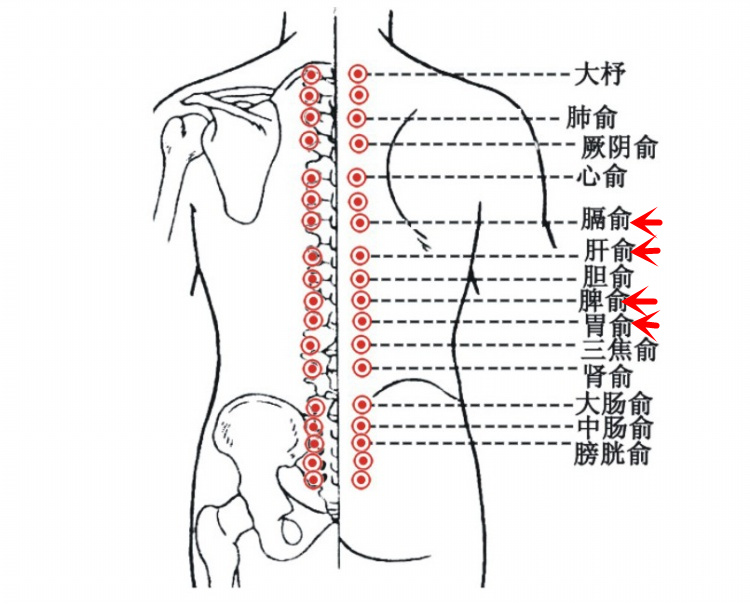 大椎和肺俞准确位置图图片