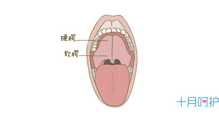 轮廓乳头长什么样图片