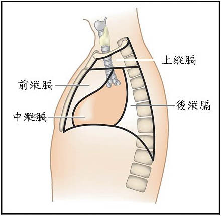 前层,胸骨后结构:胸腺thymus,左,右头臂静脉brachiocephalic vein和上