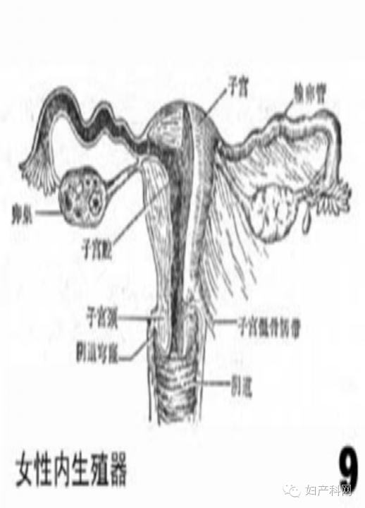 正常子宫阴超图解图片