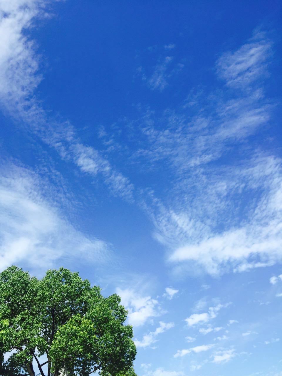 实拍苏州蓝蓝的天上白云朵朵