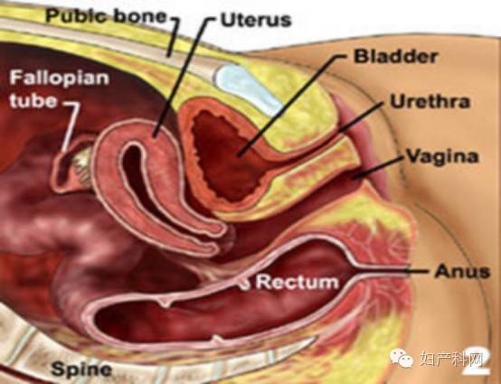 正常子宫阴超图解图片