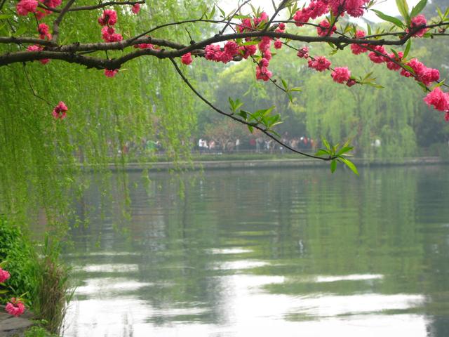 阳春三月江南美景图片图片