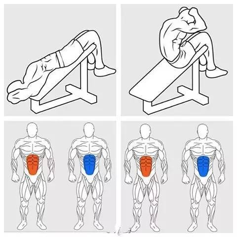 仰卧起坐图片肌肉分解图片