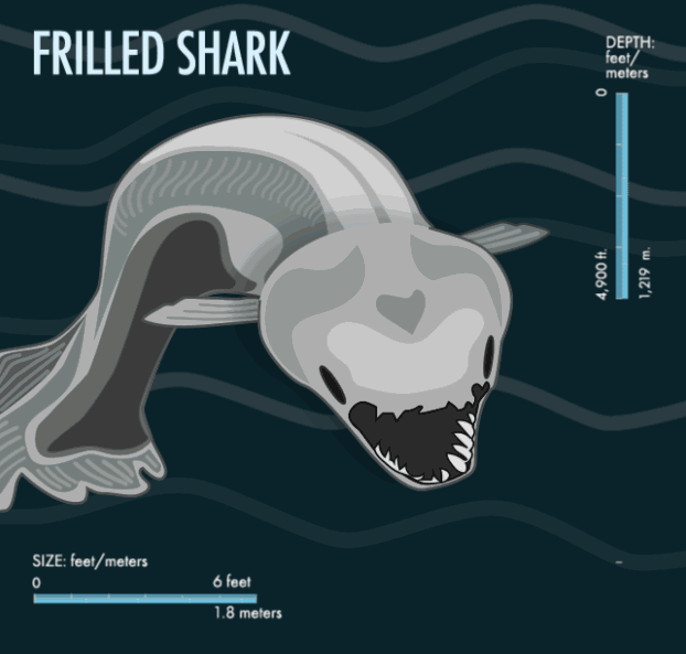 皱鳃鲨的样子看起来极不协调,就像是进化错了一样