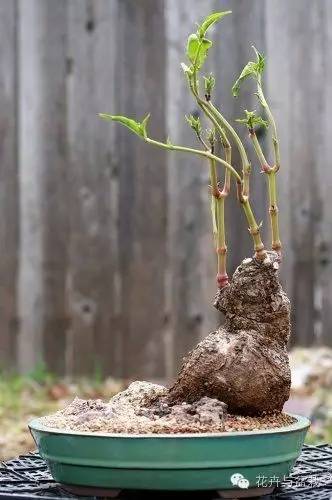 紫茉莉树桩盆景图片