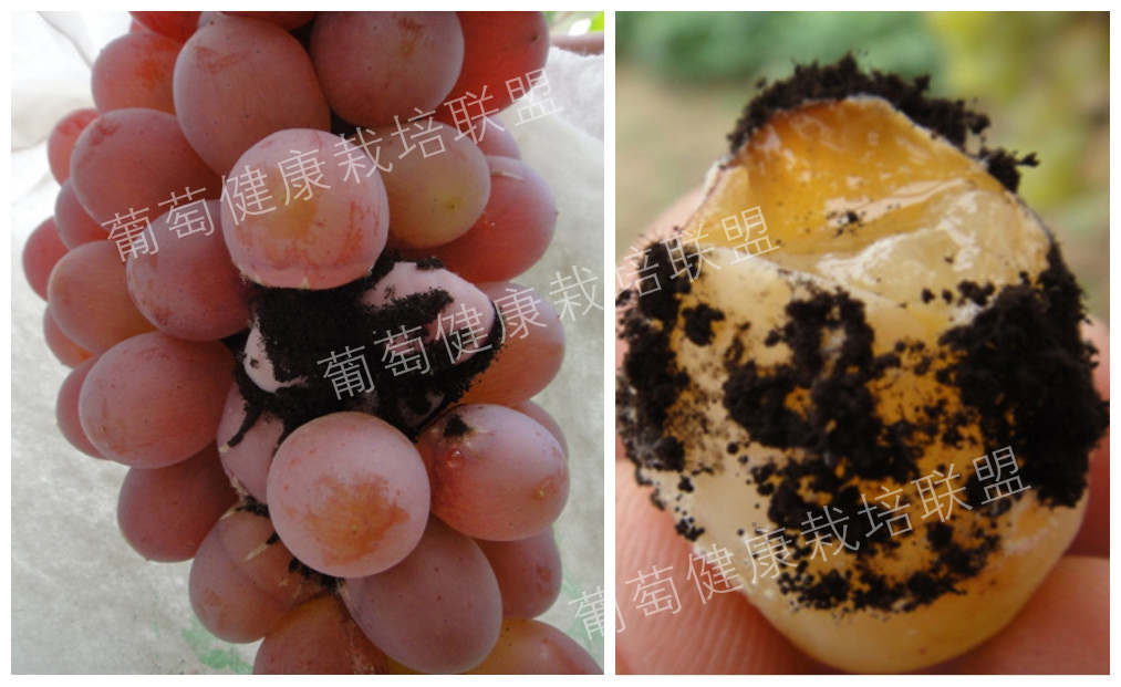 黑曲霉菌在葡萄上的危害