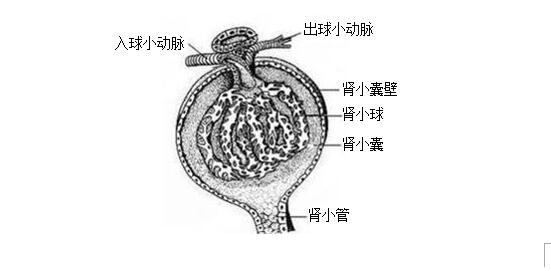肾球旁复合体结构图片