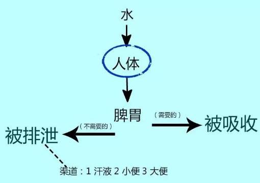 水的消化过程图图片