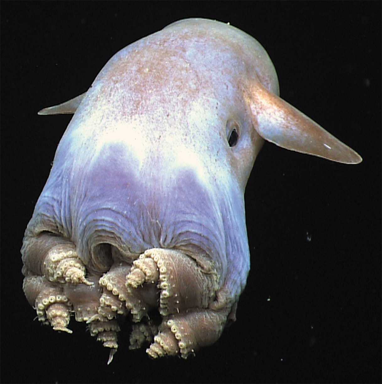 宠物章鱼品种图片