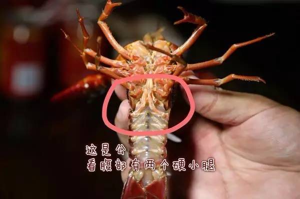 澳洲淡水龙虾分公母图片