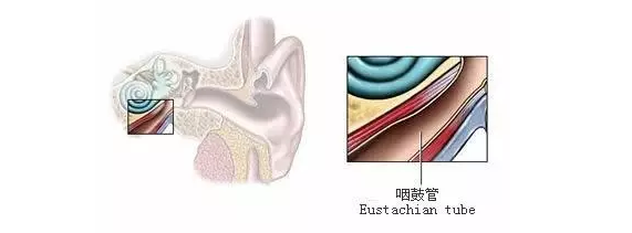 咽鼓管是由鼓室前下方通到鼻咽部的一條細長,扁平的管道.