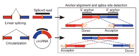 三种RNA图片