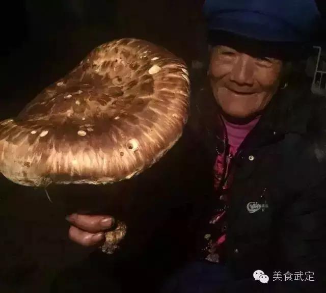 黑色滑滑的野生菌图片