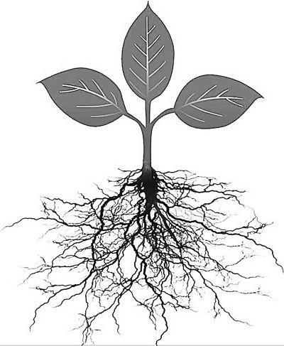根系生长环境对作物的影响大全