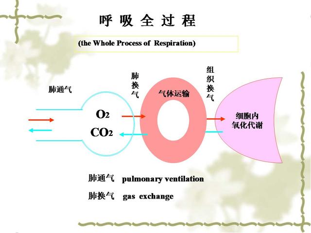 呼吸肌麻痹的病因及诊治