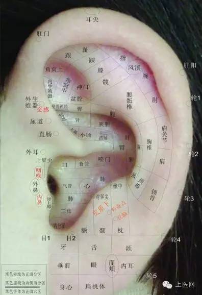 人体耳根的正确位置图图片