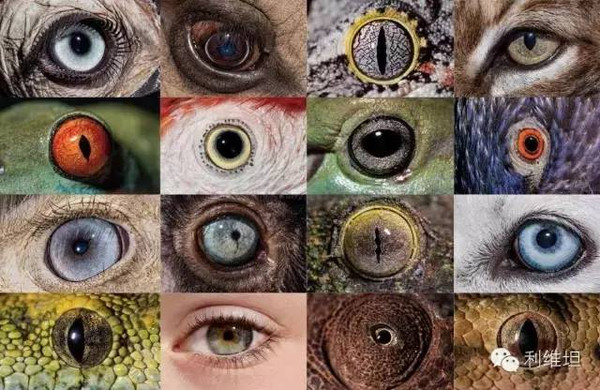 各种动物眼中的世界图片