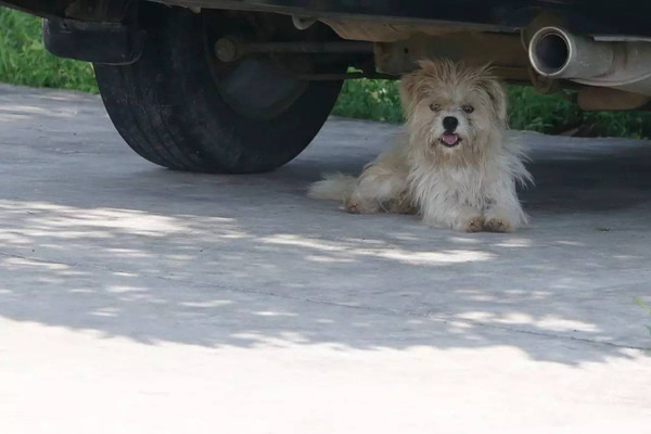 1例狂犬病死亡病例致当地灭狗↓↓↓晨小妹的疑问也解开了事情的