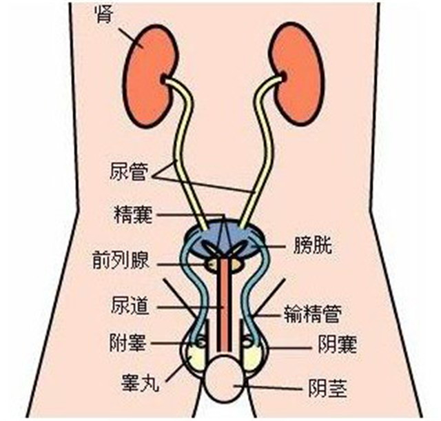 红斑狼疮图片前期脸上_脸上起红斑狼疮怎么办_脸上红斑狼疮早期图片