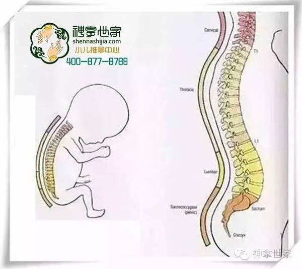 儿童脊柱发育过程图解图片