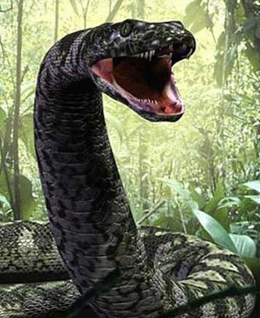 泰国曼谷蟒蛇图片