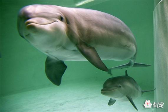 海豚育儿师图片