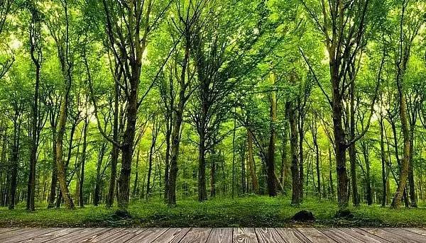 万州乌龙池森林公园图片