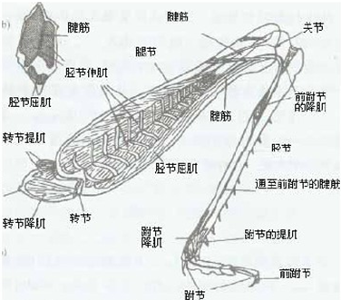 蝗虫的外部有一层壳,肌肉在体壳的内部,两块主要的肌肉一块是胫节伸