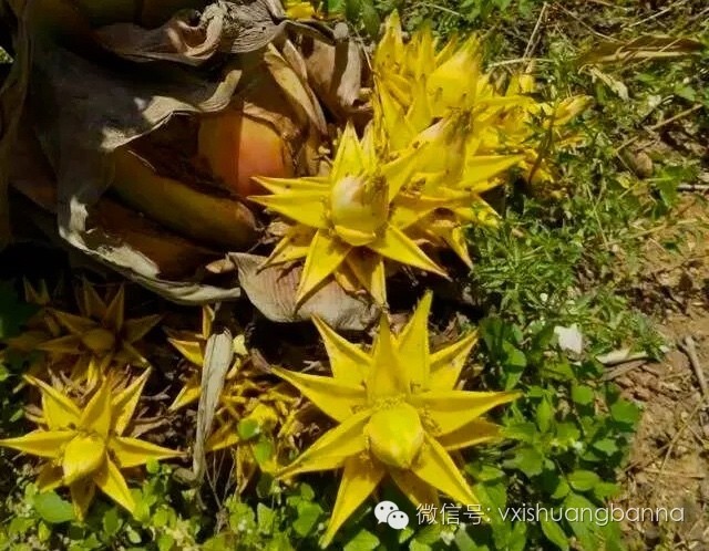 地涌金莲,金芭蕉花清水煮后,蘸着喃咪吃包烧芭蕉花番茄炒芭蕉花清汤肉