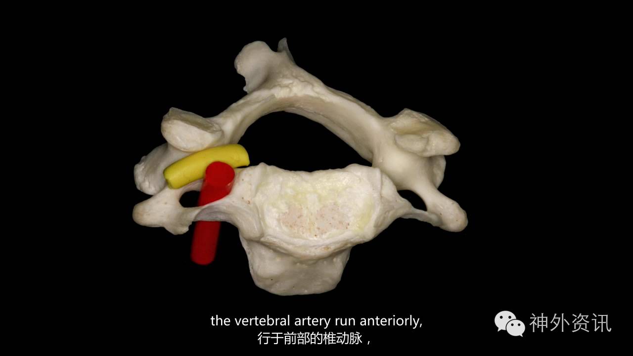 椎间孔颈部浅层与面神经颈前外侧区各解剖三角颈动脉分叉部erb点枕下