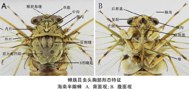 昆虫的口器组成图片